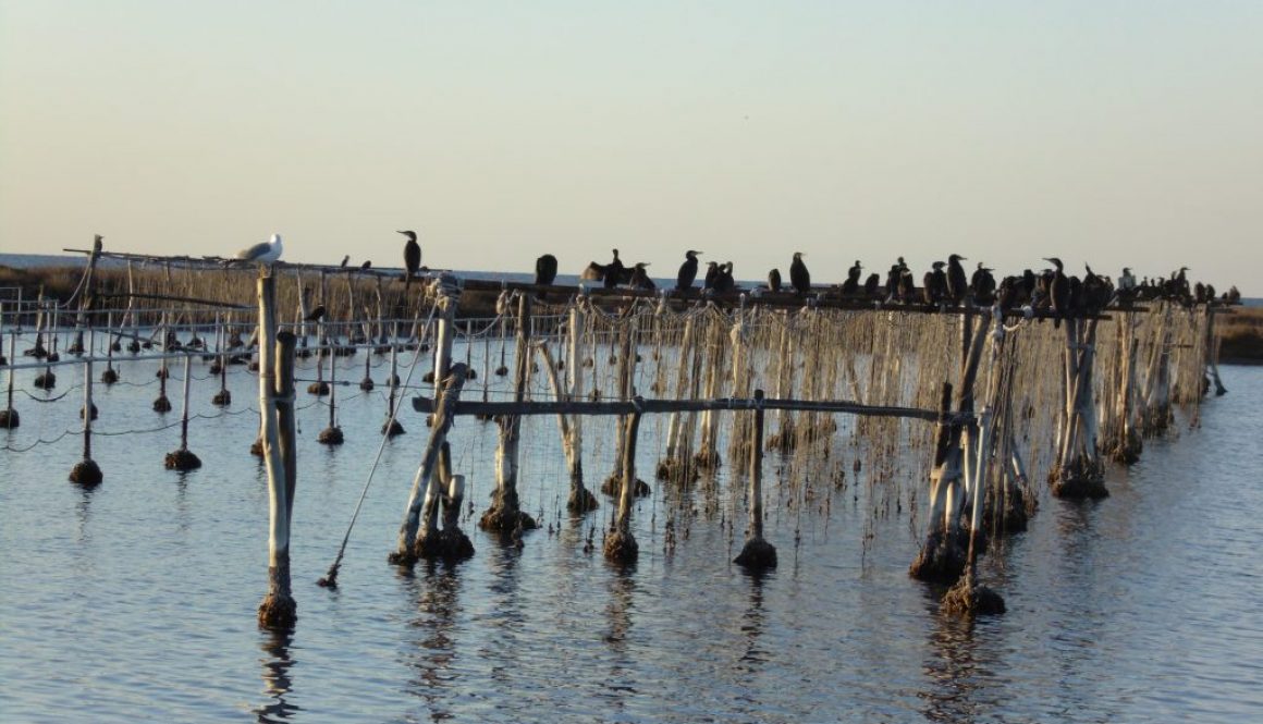 CABRAS_stagno